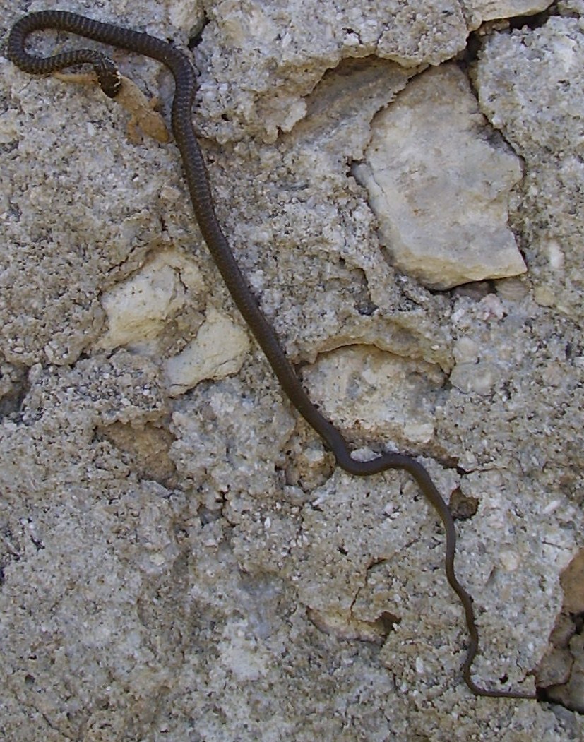 coronella