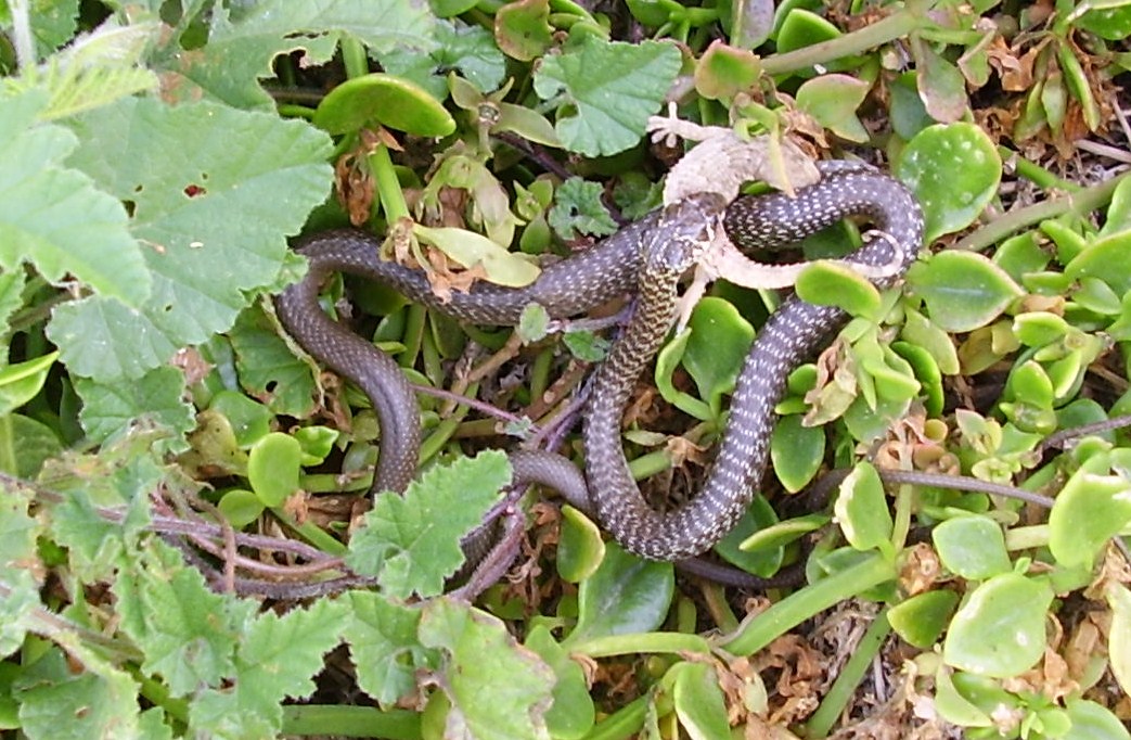 coronella