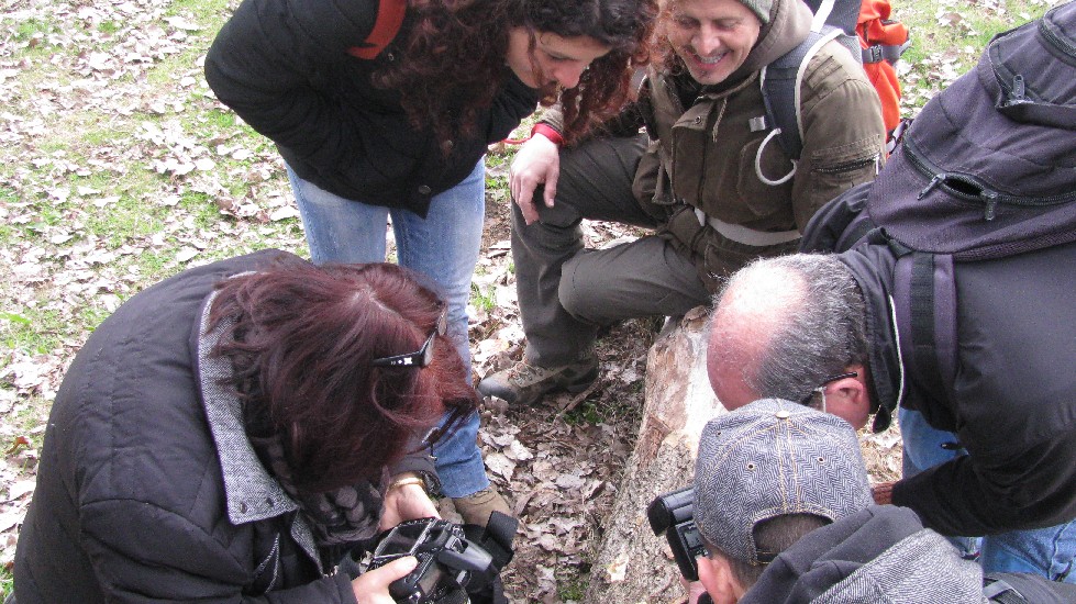 Altro aphyllophorales romano