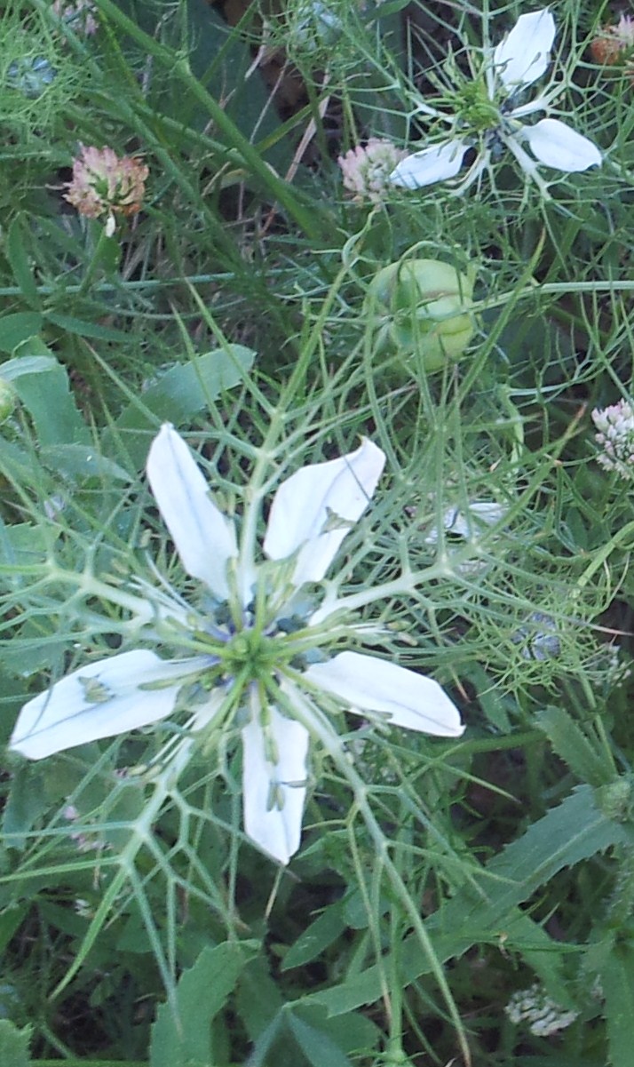 Nigella damascena