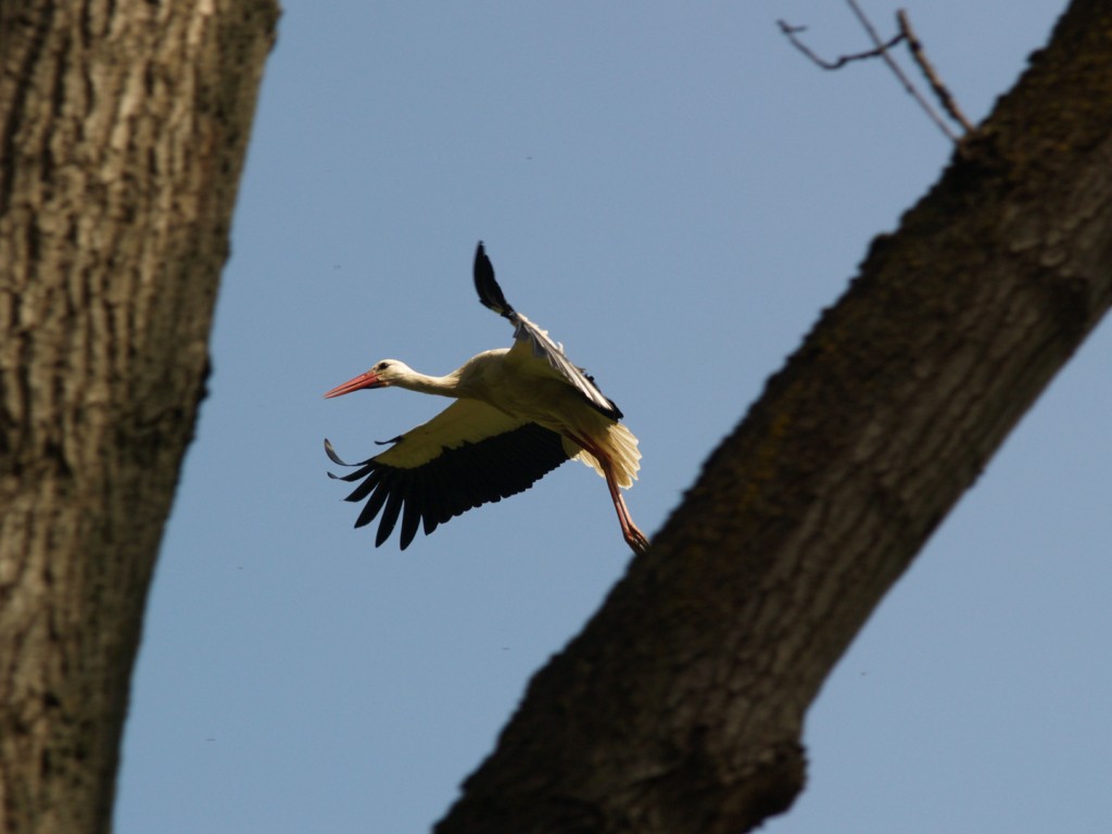 Cicogna in planata verso il nido