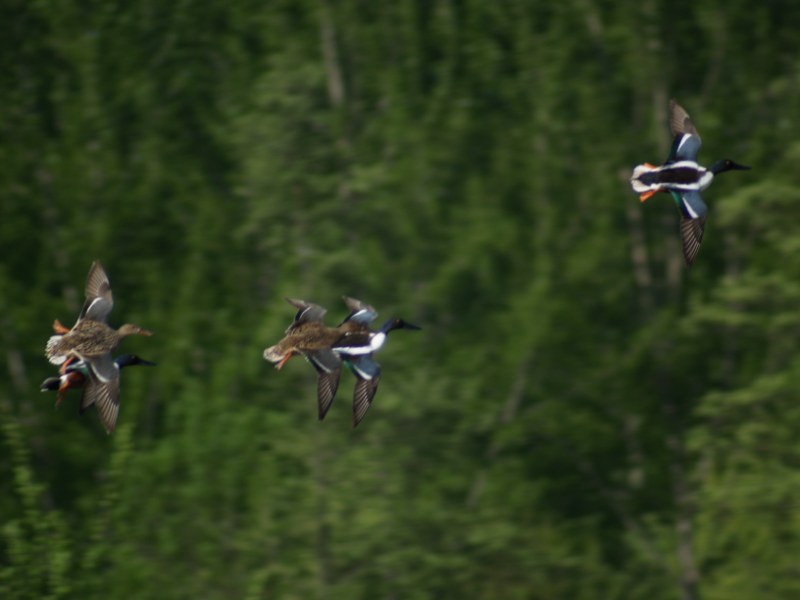 Mestoloni in volo