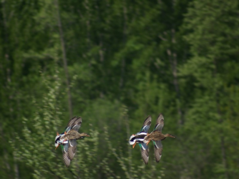 Mestoloni in volo