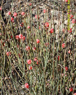 Ephedra distachya