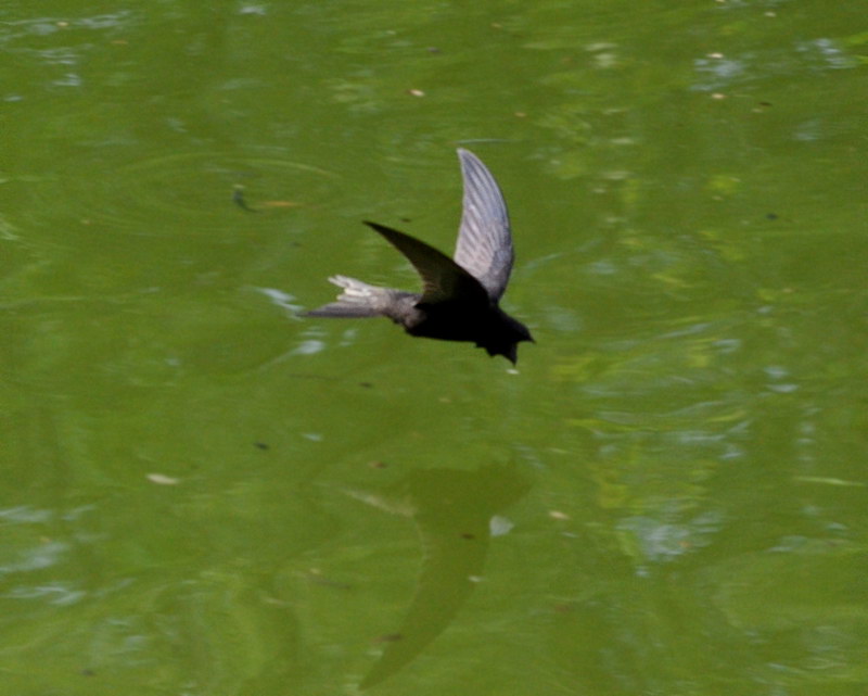 Avifauna humor