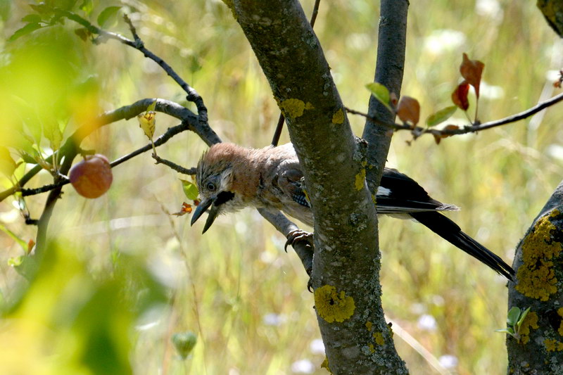 Avifauna humor