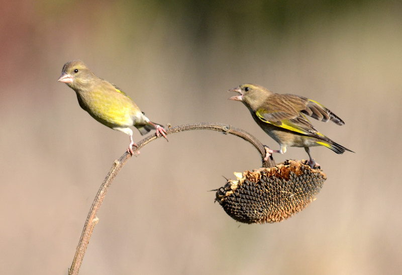 Avifauna humor