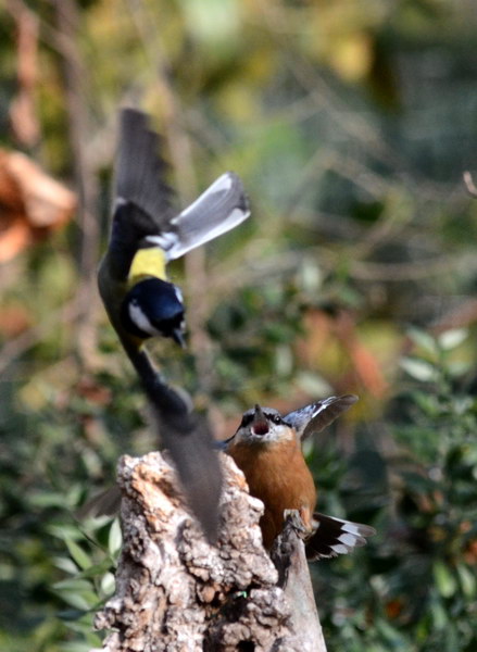 Avifauna humor