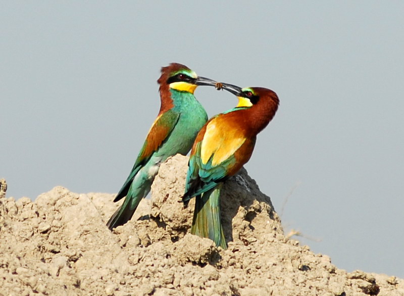 Avifauna humor