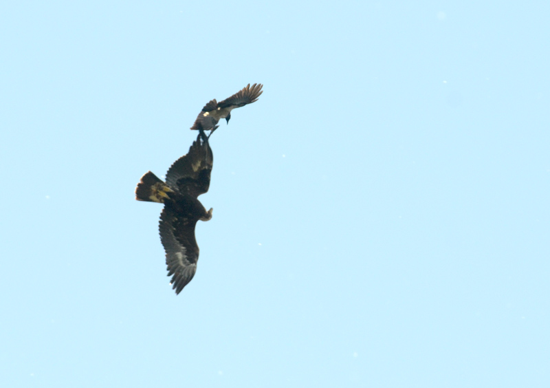 Avifauna humor