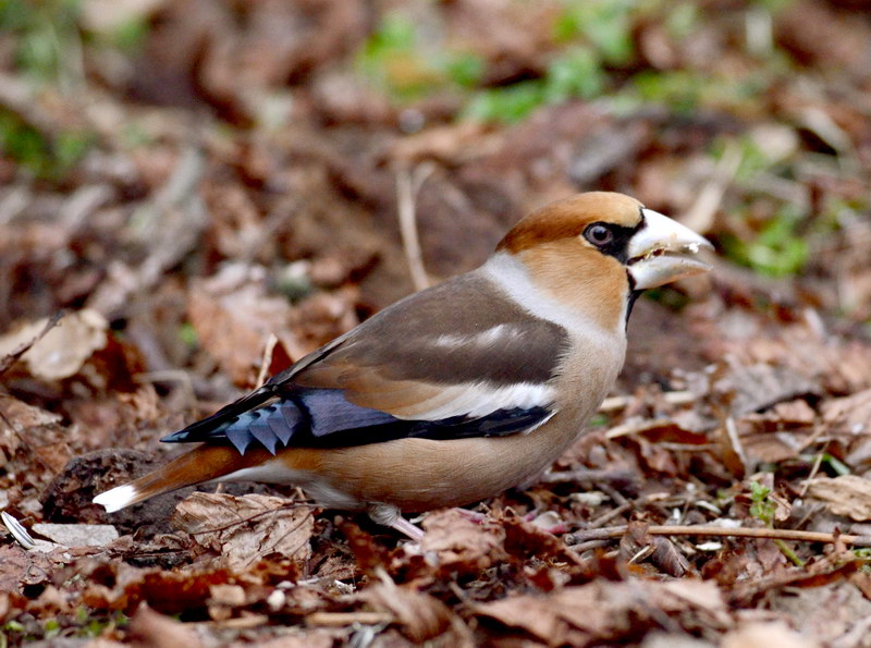 Avifauna humor