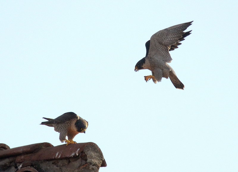 Avifauna humor
