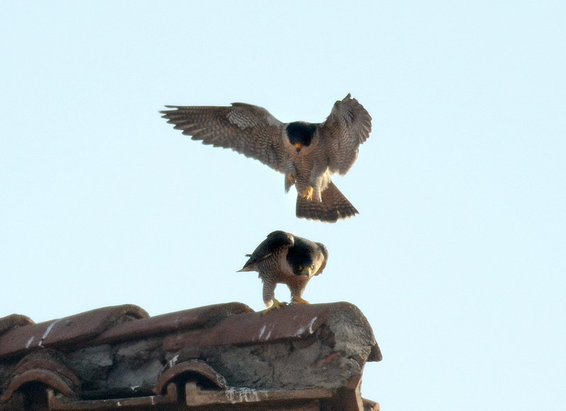 Avifauna humor