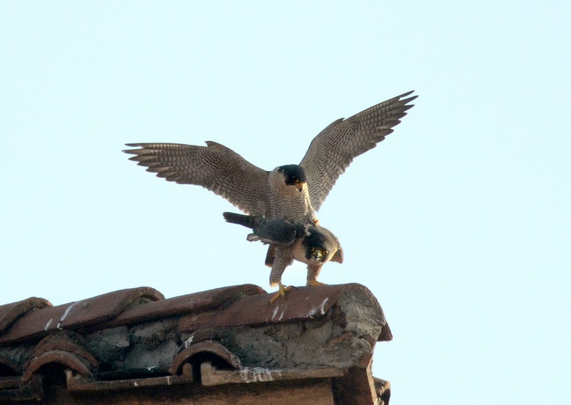 Avifauna humor