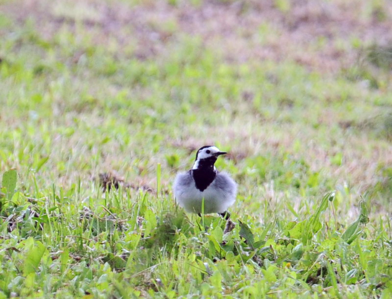 Uccelli arruffati