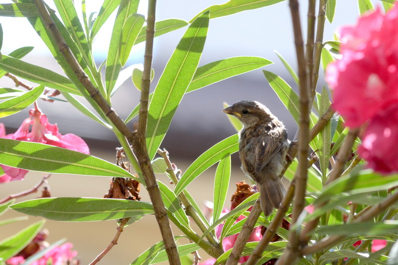 Avifauna humor