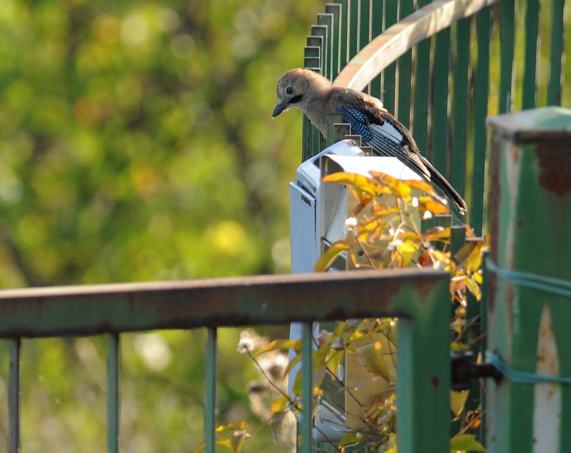 Avifauna humor
