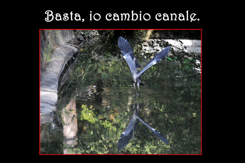 Avifauna humor