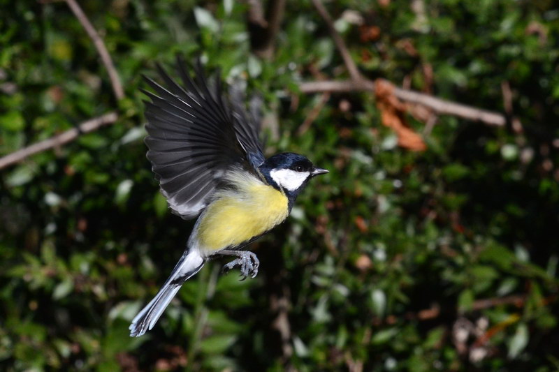 Avifauna humor