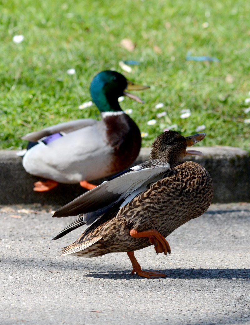 Avifauna humor