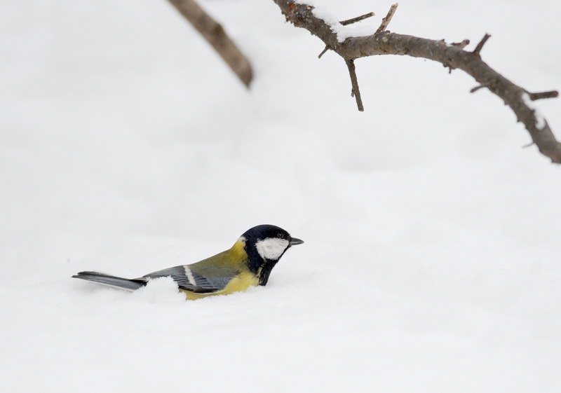 Avifauna humor