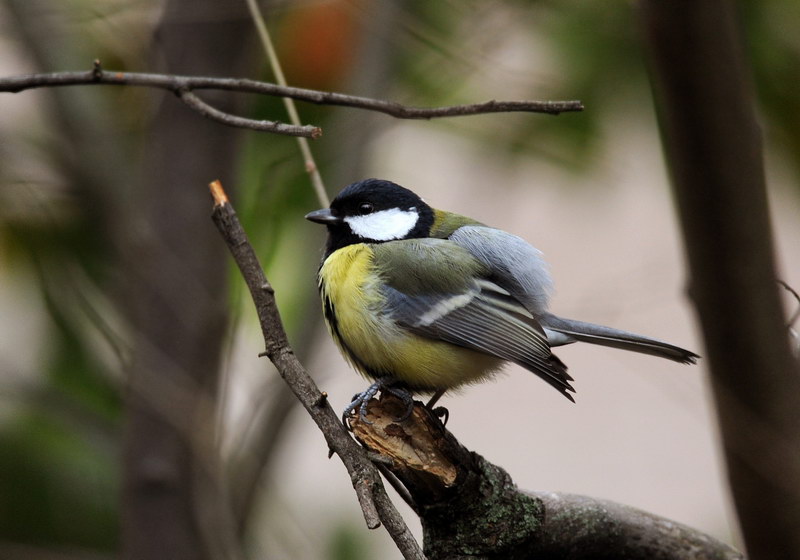 Uccelli arruffati