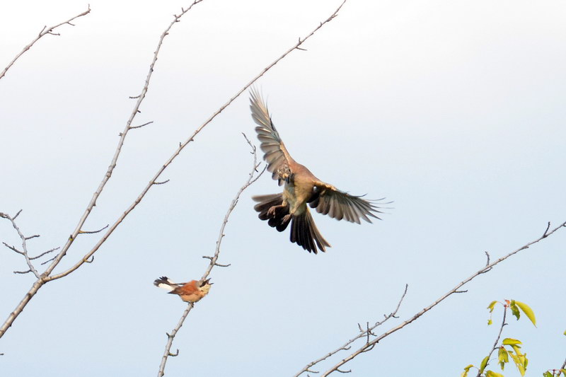 Avifauna humor
