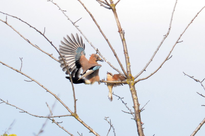 Avifauna humor
