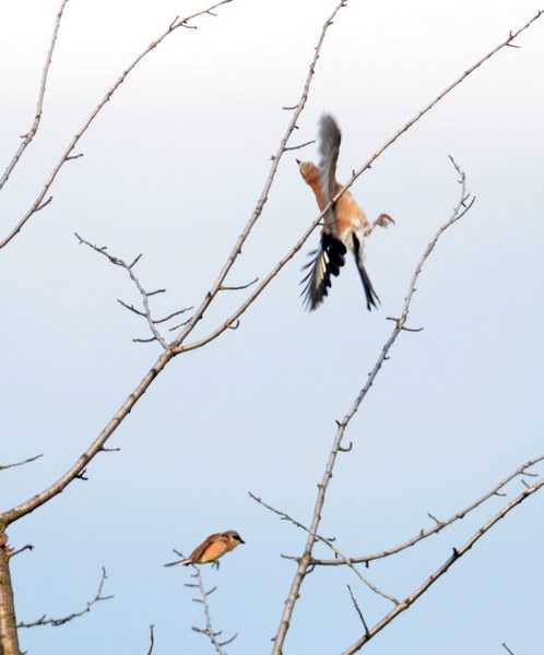 Avifauna humor