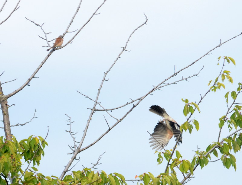 Avifauna humor