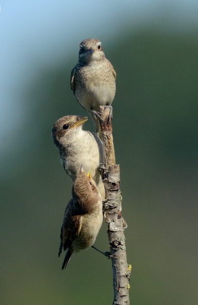 Avifauna humor