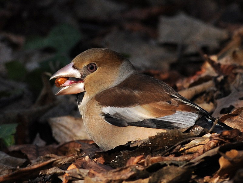Avifauna humor