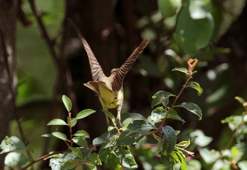 Avifauna humor