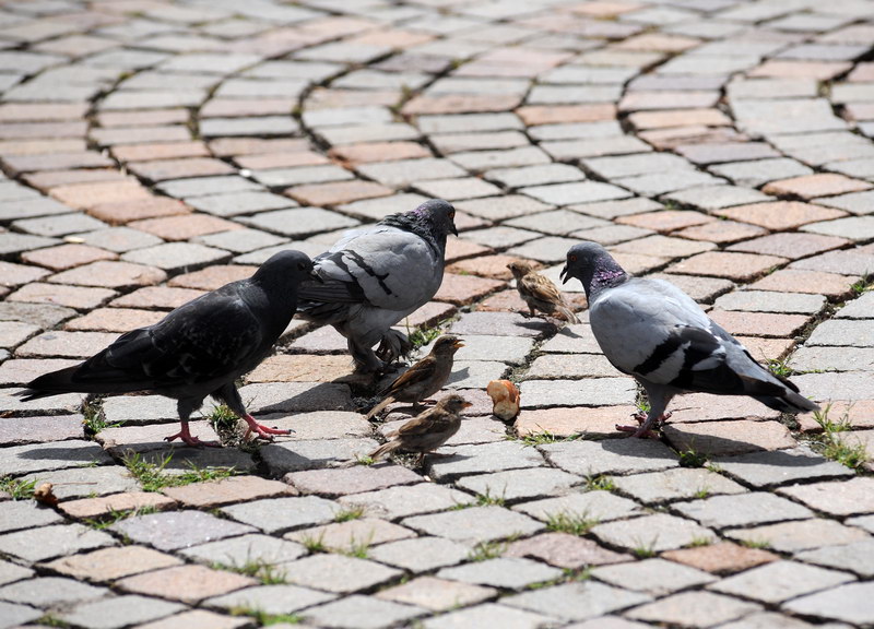Avifauna humor