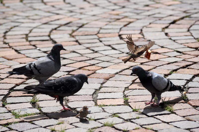 Avifauna humor