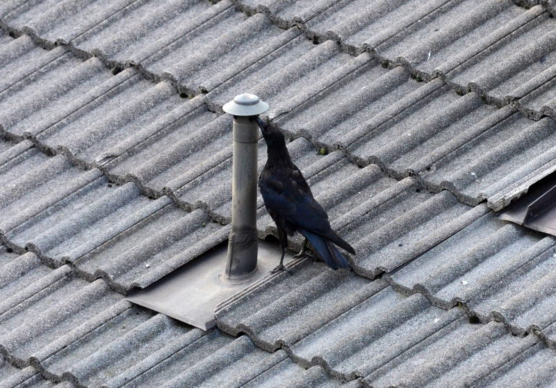 Avifauna humor