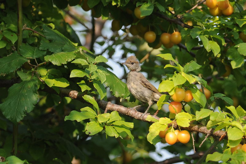 Avifauna humor