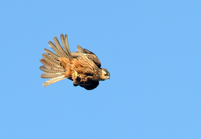 Uccelli arruffati
