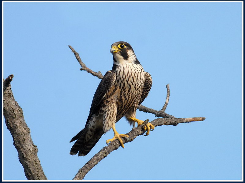 Avifauna humor