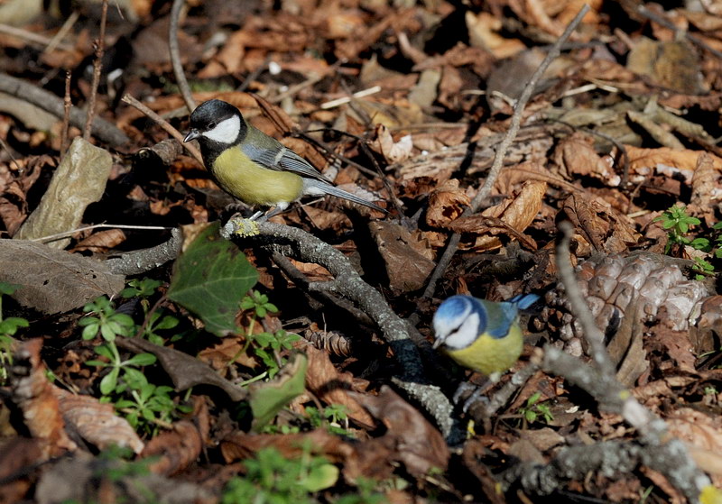 Avifauna humor
