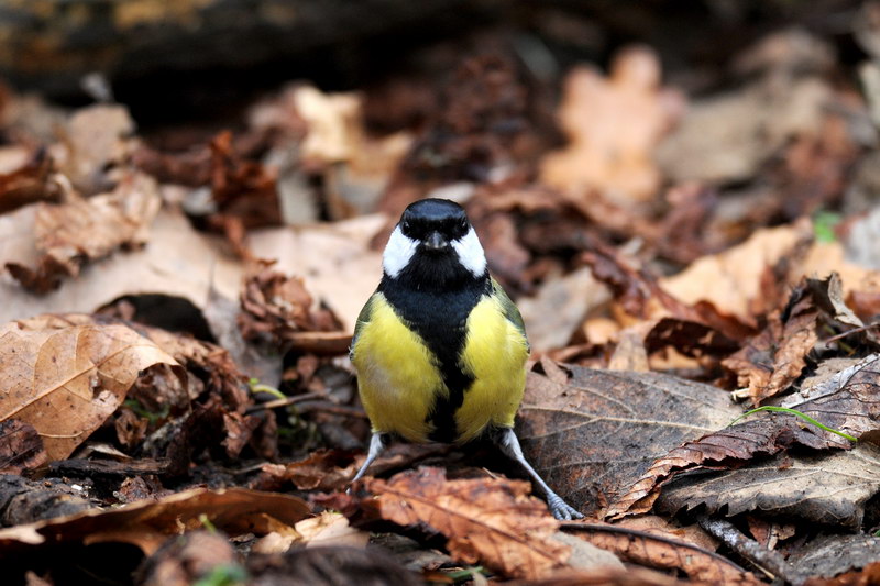 Avifauna humor