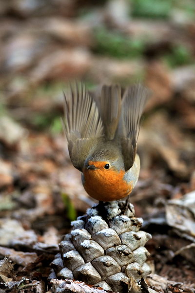 Avifauna humor