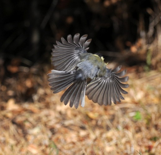 Avifauna humor