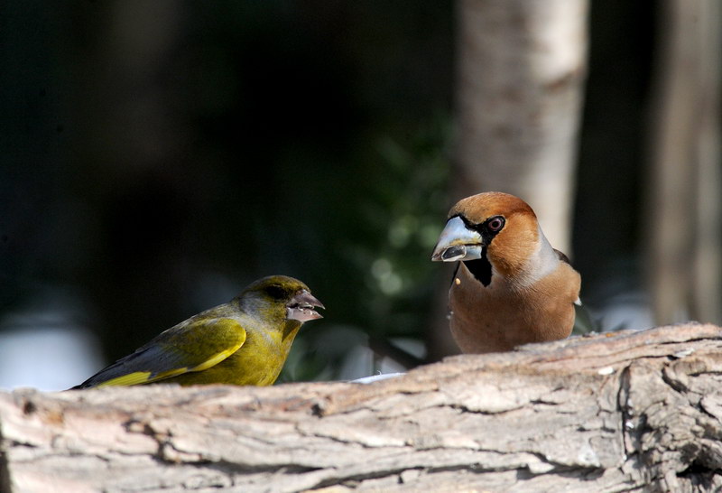 Avifauna humor