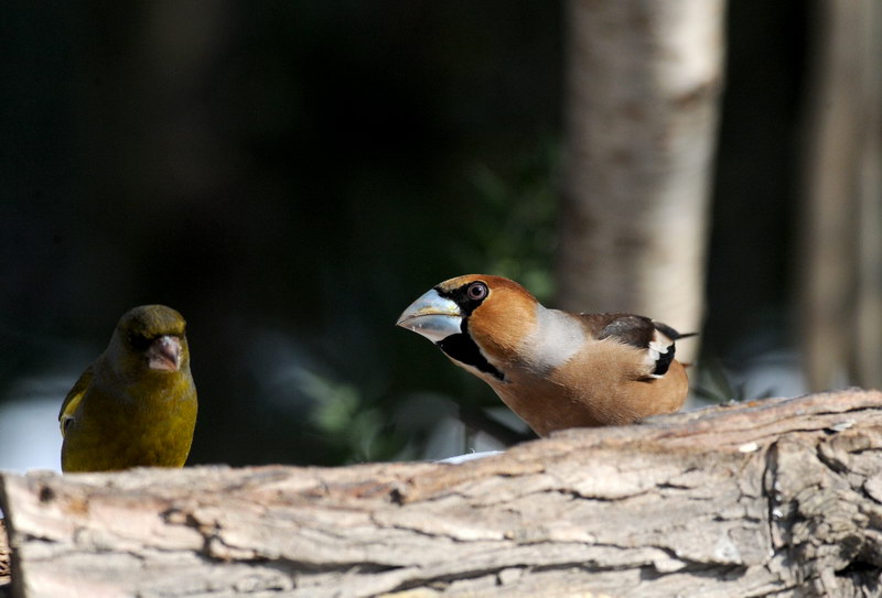 Avifauna humor