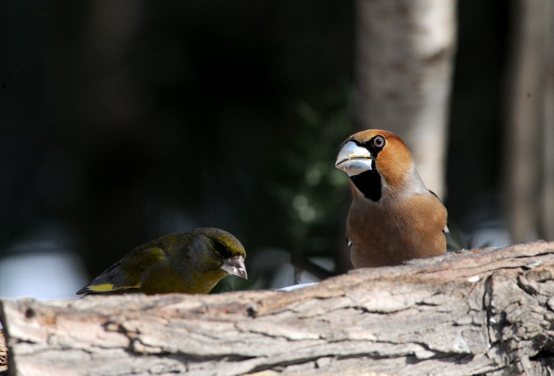 Avifauna humor
