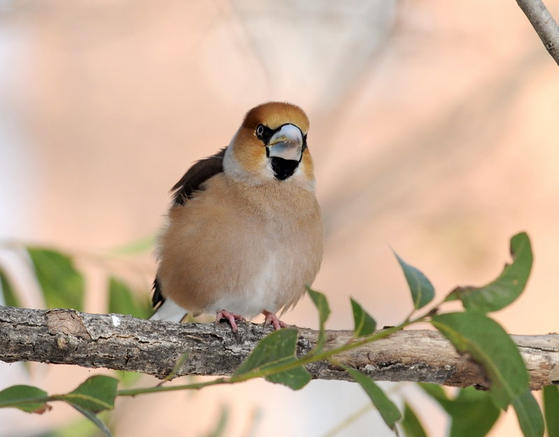 Uccelli arruffati