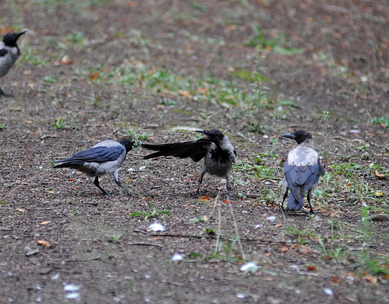 Avifauna humor