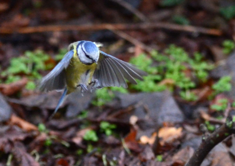 Avifauna humor