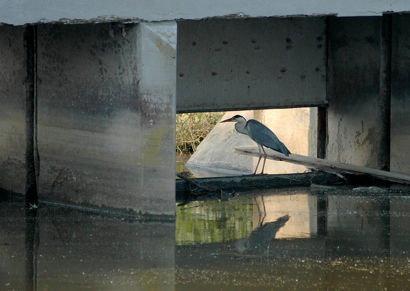 Avifauna humor